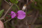 Eastern milkpea